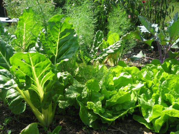 Gemüse in Mischkultur