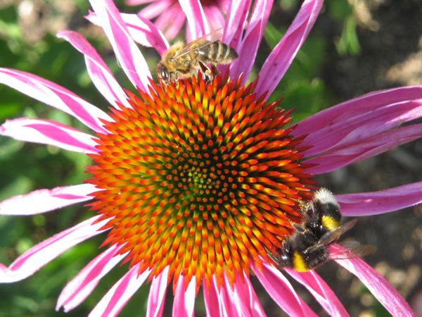 Echinacea - unsere Honigbienen und ihre Verwandten lieben sie!