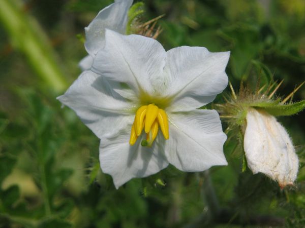Die Blüte der Litschitomate hat Ähnlichkeit mit einer Kartoffelblüte