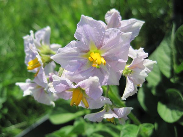 Blüte der Cosima