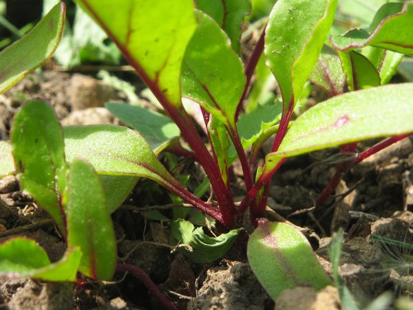 Junge Randenpflänzchen - im richtigen Alter, um umgepflanzt oder als Salat gegessen zu werden